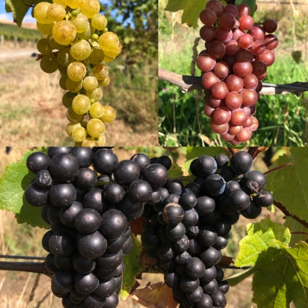 Harvest Summary 2023 Odyssey Wines Auckland